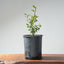 Coast Live Oak Bonsai #970