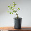 Coast Live Oak Bonsai #971