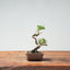 Kishu Juniper Bonsai #1001