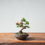 Kishu Juniper Bonsai #1002