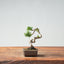 Kishu Juniper Bonsai #1003