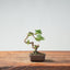 Kishu Juniper Bonsai #1003