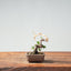 Kishu Juniper Bonsai #1004