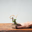 Kishu Juniper Bonsai #1004