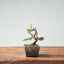 Kishu Juniper Bonsai #1005