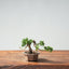 Kishu Juniper Bonsai #1006