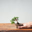 Kishu Juniper Bonsai #1006