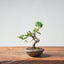 Kishu Juniper Bonsai #1007