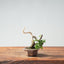 Kishu Juniper Bonsai #1008