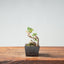 Kishu Juniper Bonsai #1009