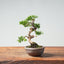 Kishu Juniper Bonsai #1010