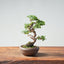 Kishu Juniper Bonsai #1010