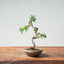 Kishu Juniper Bonsai #1011