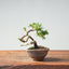 Kishu Juniper Bonsai #1012