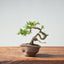 Kishu Juniper Bonsai #1012