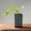 Loose Flowering Hornbeam Starters