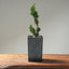 Sekka Hinoki Cypress Bonsai Starters