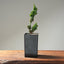 Sekka Hinoki Cypress Bonsai Starters