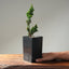 Sekka Hinoki Cypress Bonsai Starters