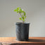 Blue Oak Bonsai #1013