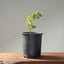 Blue Oak Bonsai #1013