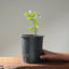 Blue Oak Bonsai #1013