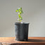 Blue Oak Bonsai #1013