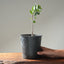 Blue Oak Bonsai #1014