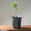 Blue Oak Bonsai #1014