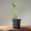 Blue Oak Bonsai #1015