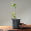 Blue Oak Bonsai #1015