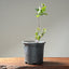 Blue Oak Bonsai #1015