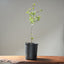 Blue Oak Bonsai #1016