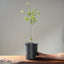 Blue Oak Bonsai #1016