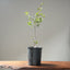 Blue Oak Bonsai #1016