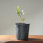 Blue Oak Bonsai #1017