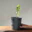 Blue Oak Bonsai #1017