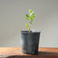 Blue Oak Bonsai #1017