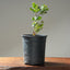 Blue Oak Bonsai #1018