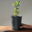 Blue Oak Bonsai #1018