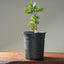 Blue Oak Bonsai #1018