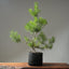 Scots Pine #1019