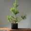Scots Pine #1019