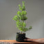 Scots Pine #1019