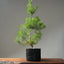 Scots Pine #1019