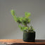 Scots Pine #1020