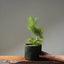 Scots Pine #1020