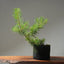 Scots Pine #1020
