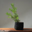 Scots Pine #1021