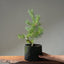 Scots Pine #1021